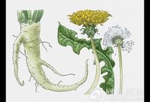 蒲公英配一寶，全身毒素都趕跑！