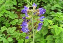 它是肝病救命草、糖尿病克星