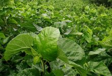 不吃藥，也能甩掉“三高”！醫生都不一定知道