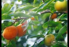 空腹千萬(wàn)不能吃這6種水果 否則胃病也就離你不遠(yuǎn)了