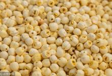 補腎補肝養胃健脾,4大“養生高手”全包了