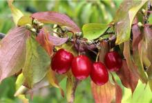 愛暈車是什么原因？預防暈車吃啥管用？