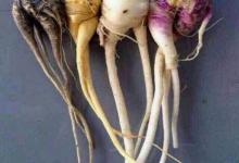 瑪卡不僅補(bǔ)腎養(yǎng)腎，還可以延年益壽