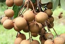 孕期吃這幾種水果,小心對胎兒不利