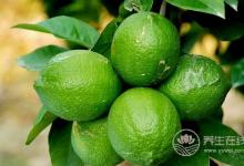 肺部垃圾堆積,吃6種食物清空垃圾