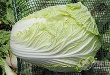 吃什么蔬菜最清血管?排出體內垃圾少不了7種食物