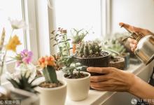 這8種有害植物放室內等于慢性自殺！