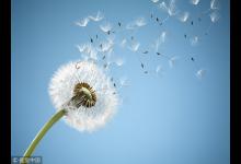 “藥草皇后”泡水喝護肝腎強免疫，春天吃最好