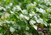 80%的人都不喜歡的蔬菜，卻含這么多營養價值