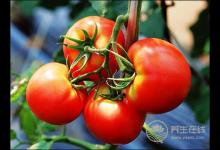 沒(méi)想到,番茄最有營(yíng)養(yǎng)的吃法居然是這種