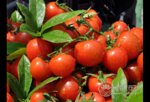 西紅柿那么營養,搭配一物就毀了