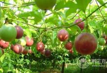 這種水果的營養價值比蘋果高10倍！