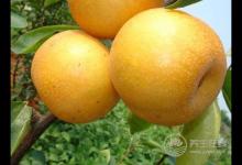 砂糖梨的吃法,哪些人不能吃砂糖梨?