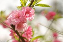 3種可以食用的花,好看又好吃