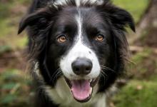 瑞典研究:養狗或降低心臟病死亡風險