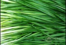 常吃韭菜，有這些好處，你知道嗎？