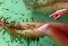 喜愛讓小魚吃掉腳上的死皮？當心脫甲癥