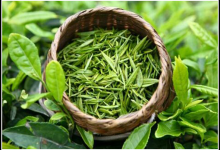 常喝綠茶好處多多 還能減少脫發(fā)!