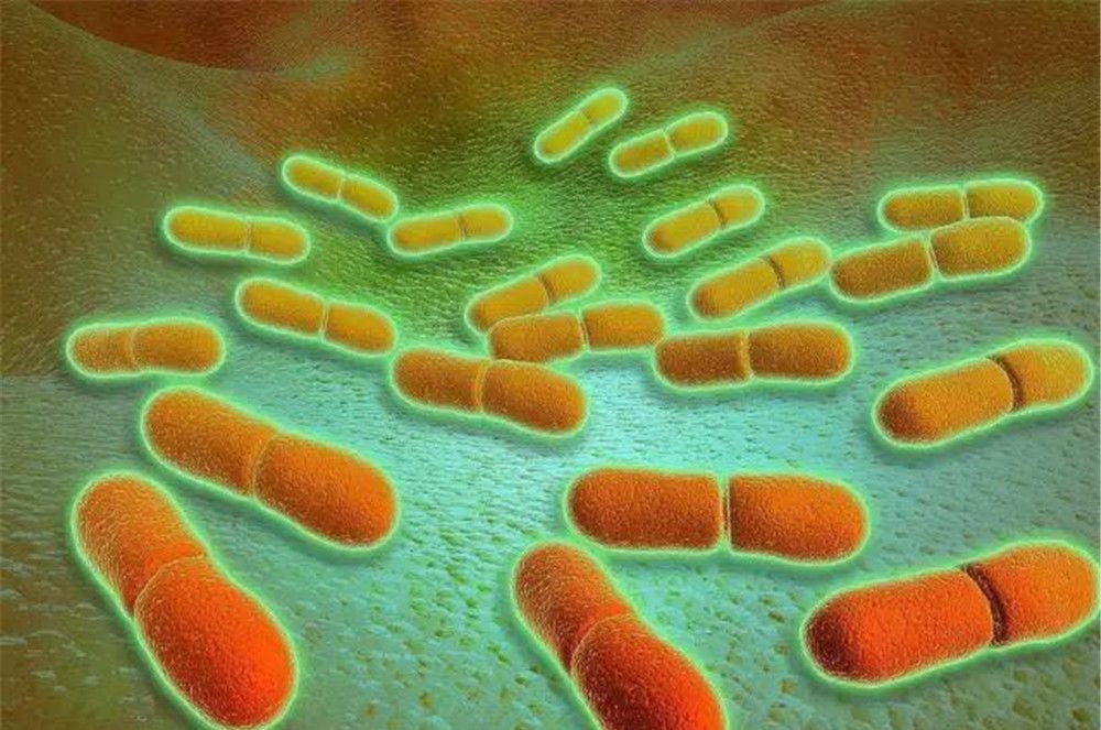 冰箱里的殺手連冷凍都能活! 冰箱里的殺手連冷凍都能活!