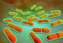  冰箱里的殺手連冷凍都能活！