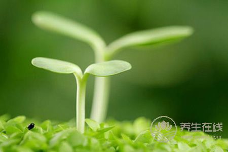 要牢記春季養生禁忌 要牢記春季養生禁忌