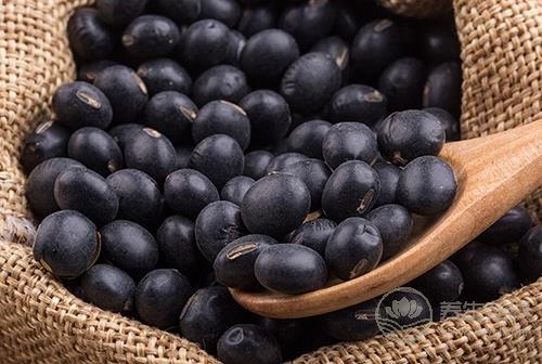 如何選購優質黑豆?黑豆有助防止大腦老化 如何選購優質黑豆?黑豆有助防止大腦老化