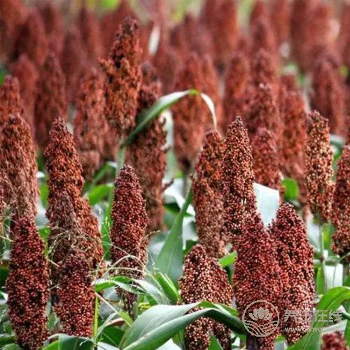 五谷養五臟,教你如何健康養生 五谷養五臟,教你如何健康養生