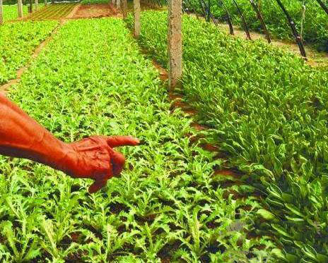 6月必吃的蔬菜是它,<a href=http://www.jsjjzhkt.cn/jkys/ target=_blank class=infotextkey>養生</a>功效極好,您吃了嗎 6月必吃的蔬菜是它,養生功效極好,您吃了嗎