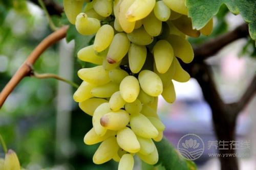 世界上最甜的水果,世界上哪種水果最甜 世界上最甜的水果,世界上哪種水果最甜