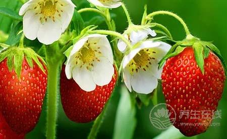 最適合女性吃的水果 女性吃了這一物竟這么神奇 最適合女性吃的水果 女性吃了這一物竟這么神奇