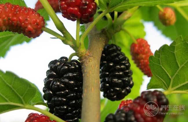 脂肪肝成為第二大肝病，這幾種食物是脂肪肝的“天敵”，多吃保護肝臟