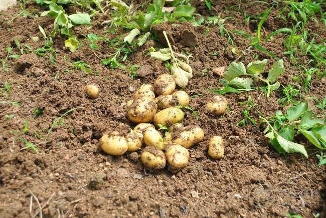土豆發芽后還能食用嗎?切掉發芽部分可以食用嗎 土豆發芽后還能食用嗎?切掉發芽部分可以食用嗎