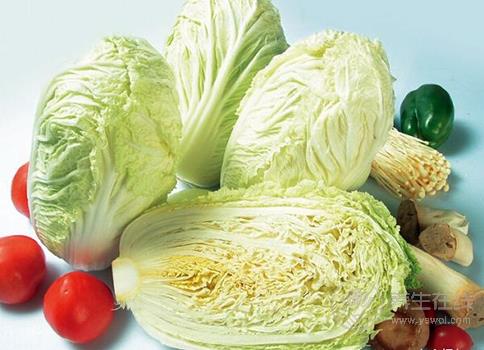 大白菜有益健康 要注意這些食用禁忌 大白菜有益健康 要注意這些食用禁忌
