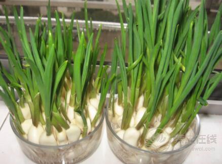 別嫌大蒜味大,它的功效卻很大 別嫌大蒜味大,它的功效卻很大