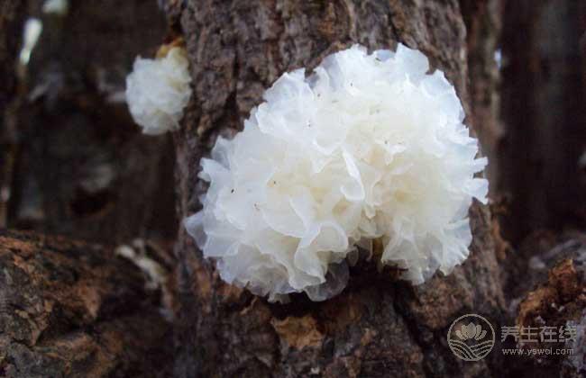 黑木耳搭配這個(gè)吃效果太好了 趕緊收藏 黑木耳搭配這個(gè)吃效果太好了 趕緊收藏