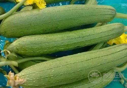 8月份吃這幾種蔬菜很養(yǎng)生,有你喜歡吃的嗎? 8月份吃這幾種蔬菜很養(yǎng)生,有你喜歡吃的嗎?