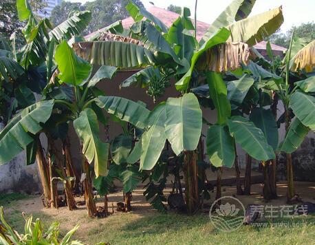 芭蕉和香蕉的區別?芭蕉和香蕉的識別方法 芭蕉和香蕉的區別?芭蕉和香蕉的識別方法