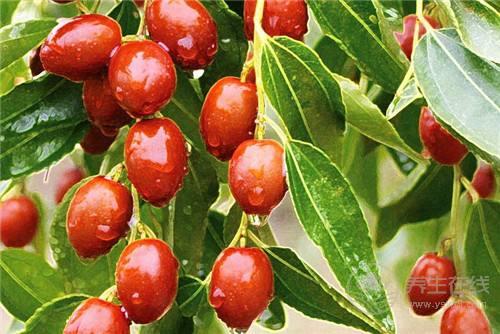 棗不能和這些食物一起吃 紅棗+海蟹容易患寒熱病