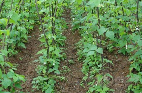 老了的蕓豆能吃嗎？蕓豆怎么保存