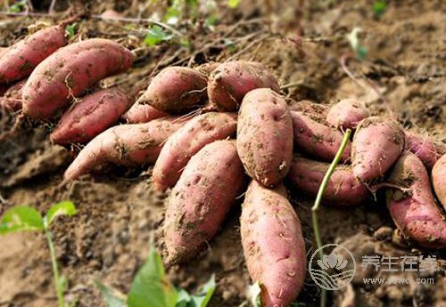 胃不好,身體常有這些癥狀,養胃護胃少不了這些食物 胃不好,身體常有這些癥狀,養胃護胃少不了這些食物