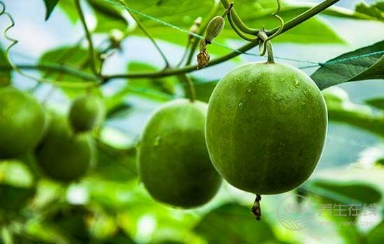 它是神仙果,止咳通便一杯茶就行! 它是神仙果,止咳通便一杯茶就行!