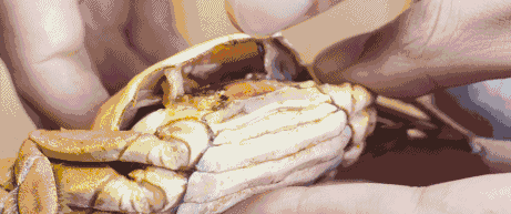 吃蟹是件風雅事,正確的吃蟹方式是這樣的,誤食有害健康哦 吃蟹是件風雅事,正確的吃蟹方式是這樣的,誤食有害健康哦