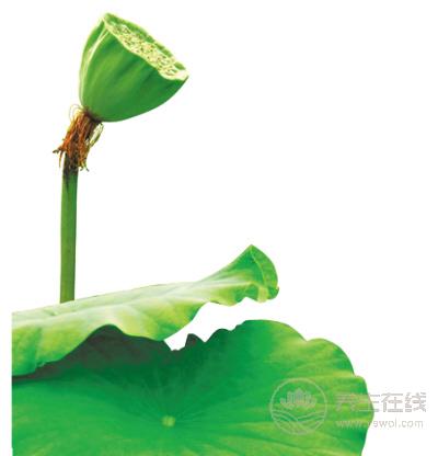 苦??！可是它們超養生啊！