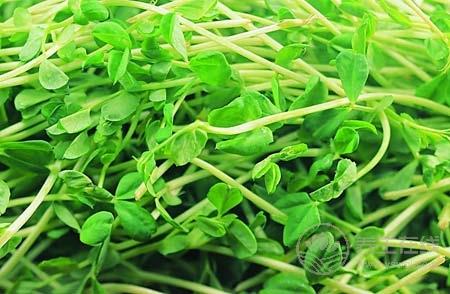 年輕人三高吃什么好 八種食物讓年輕人遠離三高 年輕人三高吃什么好 八種食物讓年輕人遠離三高