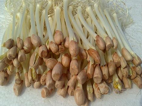 鮮為人知 這物居然是長壽菜 鮮為人知 這物居然是長壽菜