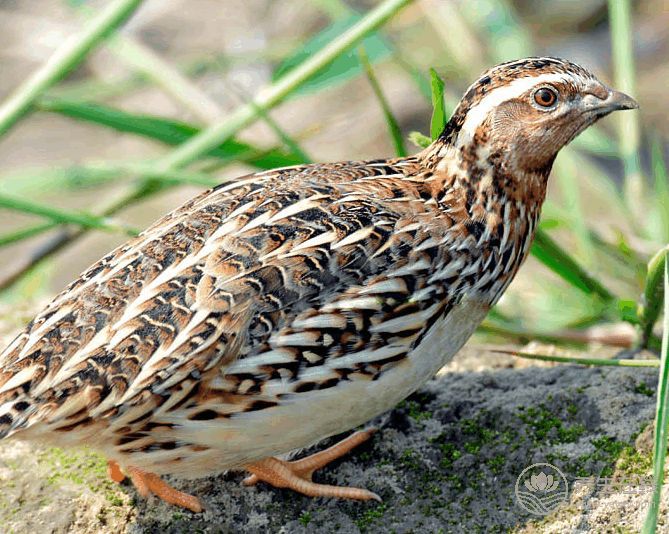 吃什么食物補腎