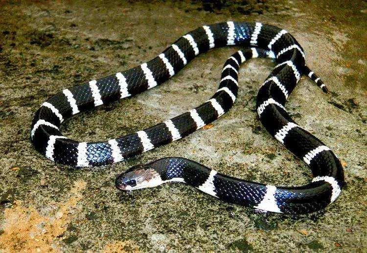 女子網購銀環蛇被咬傷 被銀環蛇咬傷如何自救 女子網購銀環蛇被咬傷 被銀環蛇咬傷如何自救