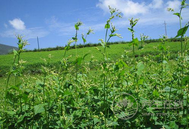 苦啊！可是它們超養生??！