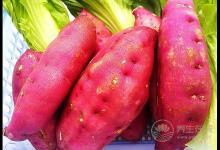 常食薯護腸養胃 推薦紫薯糯米餅