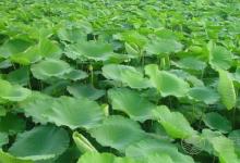 荷葉減肥有用嗎荷葉減肥7大特點(diǎn)